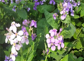 The Best Time to Sow Phacelia (Unveiling the Optimal Sowing Time and Precautions for Phacelia)