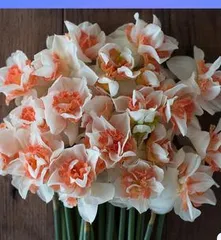 Daffodil bulb storage and planting techniques