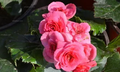 Effective Methods to Solve the Problem of Begonia Leaf Curling (Cause Analysis and Countermeasures)