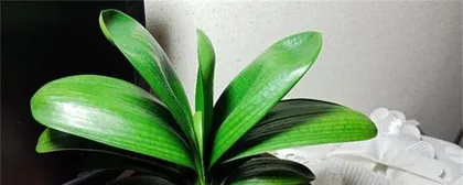 Clivia (understanding the toxicity of Clivia)