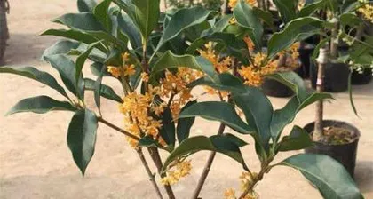 How to Choose the Best Time to Plant and Transplant Osmanthus Trees (Master the planting and transplanting techniques of osmanthus trees to fill your courtyard with fragrance)