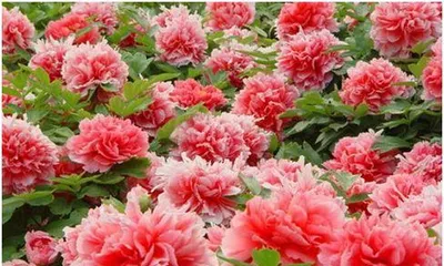 Chrysanthemum - the national flower representing coolness and elegance (exploring the history, culture, and symbolism of the chrysanthemum)