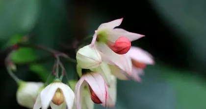 The flowering period and frequency of the Jade Dragon Spuria (How many times does it bloom in a year? How long is the flowering period? How to care for it?)