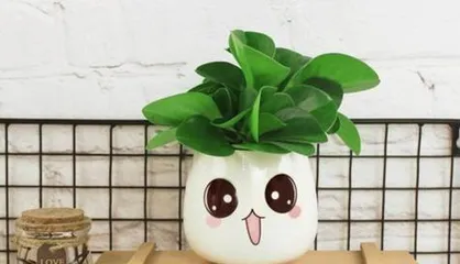 The Best Plant Choices for Your宝贝电脑 (Shade-Loving or Sun-Loving? Exploring Plants Suitable for宝贝电脑)