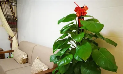 What kind of flowers are good for feng shui when placed at the entrance of the living room? (Interpreting the feng shui beliefs about placing flowers at the entrance of the living room)