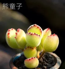 Classification and Characteristics Analysis of Succulent Plants (Exploring Whether Succulents Belong to Herbs)