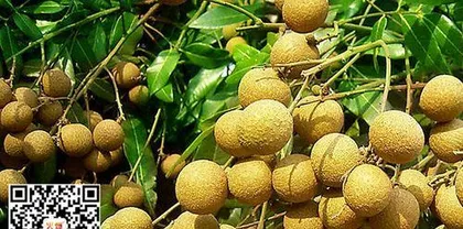 Savoring lychee delicacies, exploring the largest, sweetest, and best varieties (discover the treasures of the lychee world, taste together the finest lychee delights)