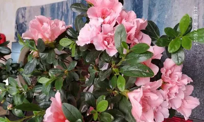 How to properly prune peonies? (Time, methods, and precautions for pruning peonies)