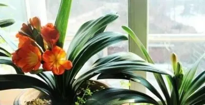 How to choose flowers suitable for childbearing and nurturing? (Creating a peaceful and comfortable childbearing space)