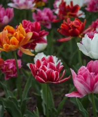 The Symbolism and Meaning of the Dutch City Flower - Tulip (Exploring the beautiful city gardens of the Netherlands, uncovering the mystery of the tulip)