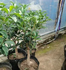 What size pot is most suitable for pot-grown osmanthus? What are the key points to note when growing osmanthus in pots?