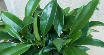 African Jasmine: Cultivation Methods and Precautions (Essential Techniques for Creating a Beautiful Garden)