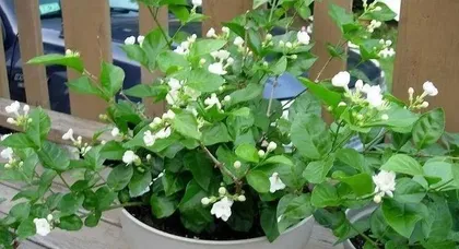The Complete Guide to Winter Care for Potted Jasmine (How to Get Indoor Jasmine Through the Cold Winter? Tips and Tricks to Help You Out)