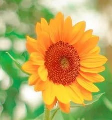 The meaning of three sunflowers (exploring the significance and symbolism of sunflowers)