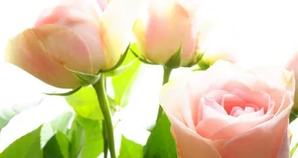 Flowers for Breakup: How to Choose? (Sending Flowers as a Gift After a Breakup, Show Your Heartfelt Wishes to Them)