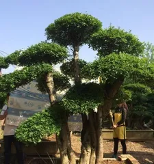 How to Raise Ginkgo (Breeding Techniques and Precautions for Ginkgo, Primarily Focusing on Female Butterflies)
