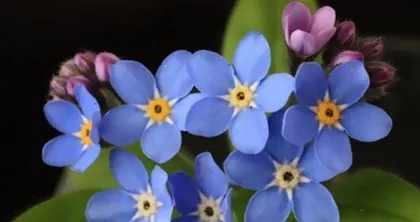 The language of flowers misses the beloved (expressing deep affection, longing for love)