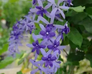 How to Choose Insect-Resistant Climbing Flowers (Creating a Safe and Pest-Free Garden Environment)