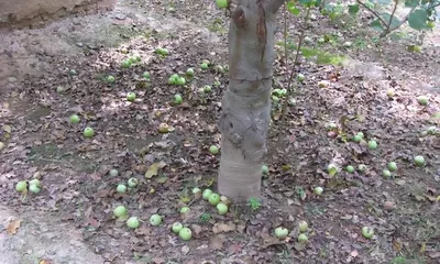 Causes of Fruit Drop in Fruit Trees and Countermeasures (Why do fruit trees drop fruit? How to prevent fruit drop in fruit trees?)