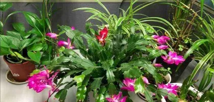 The Multicolored World of Cattleya Orchids (Exploring the Vibrant Beauty of Cattleya Orchids)