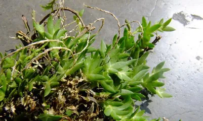 Where is the Reviving Grass mainly distributed? What are the effects of Reviving Grass?