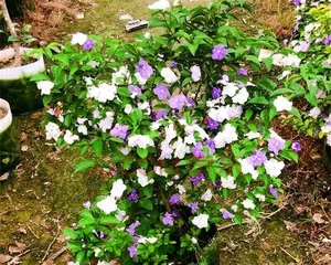 Double Colored Jasmine Pruning Ultimate Guide (Detailed Explanation of Pruning Time, Methods, and Techniques to Create a Flourishing Beauty)