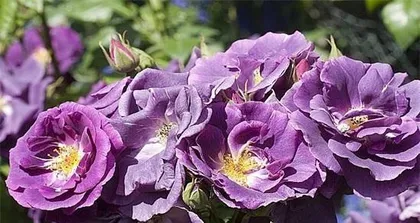 Mysterious and Unattainable Flower Language (Exploring the Meaning of a Flower)