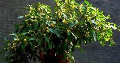 The Watering Method for Potted Osmanthus (How to Water Correctly to Help Potted Osmanthus Grow Strongly)