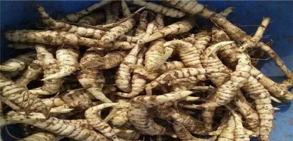 The Magical Effects of Digenis and Delicious Eating Methods (Exploring the Health Benefits and Diverse Ways of Consuming Digenis)
