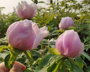 How to choose the sowing time for peony flowers? (Master the growth patterns of peony flowers to correctly select the sowing time!)