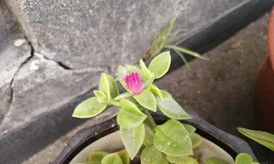 Care Guide for Spider Plant After Blooming (The Secret to Maintaining Beauty and Health)