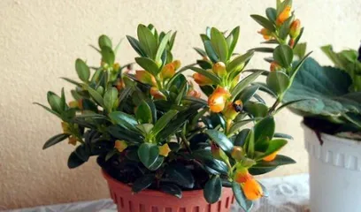 Complete Guide to Goldfish Plant Care (Blooming, Propagation, Pruning, Watering, Fertilizing, Do you know these tips?) 2