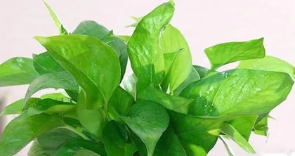 The water culture method for large-leaf pothos (easily raise healthy large-leaf pothos)