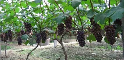 A Practical Guide to Planting Grapevines at Home (Create Your Own Mini Vineyard and Enjoy a Wonderful Life)