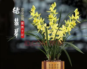 Can orchids of all four seasons be grown in water? (Exploring the water-growing techniques of orchids of all four seasons,)