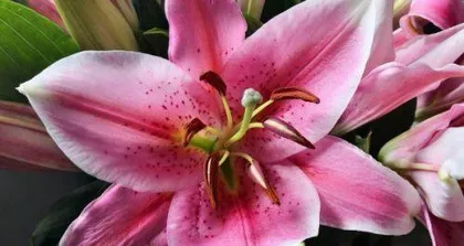 Lover's Grass Flower Awakening Technique Revealed (How to Make Lover's Grass Bloom Beautifully?)