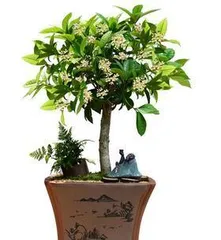 How to choose the right pot for a bonsai Osmanthus tree? (Select the appropriate bonsai pot size based on the tree's size and growth rate)