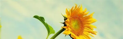 Is the scent of sunflowers real? (Unveiling the origin and characteristics of sunflower scent)