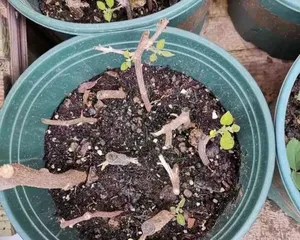 Chrysanthemum cuttings, the best time (master the method, fill your garden with vitality)