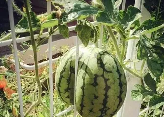 The time and methods for growing watermelon on a balcony (how to easily grow sweet watermelon at home)