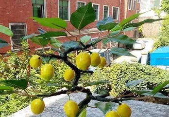 Balcony Tree Planting Guide (Creating a Comfortable Balcony Life, Starting with Choosing Trees)