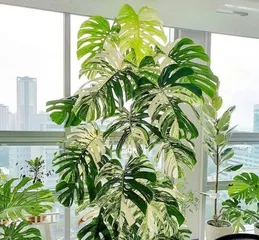 What kind of plants are suitable for a meeting room? (To create a comfortable and efficient work environment, don't miss these plants)