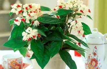 The Wonderful Journey of Dragon's Bead (Blooming in Winter Too, Exploring the Growth Mystery of Dragon's Bead)
