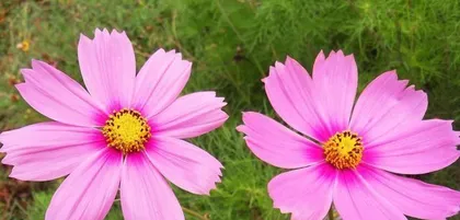 Vermilion is suitable for planting flowers and plants (selecting flowers and plants suitable for Virgo to add a natural atmosphere to your home)