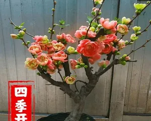 Unveiling the True Identity of Apple Blossoms (Are Apple Blossoms Truly Woody Plants? - Exploring the Classification and Characteristics of Apple Blossoms)