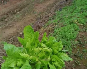 The Best Time and Techniques for Growing Baby Vegetables (How to Grow Baby Vegetables According to Climate and Soil Conditions?)