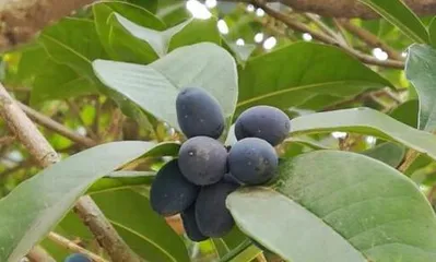 How to plant osmanthus seeds? How to create a good growing environment?