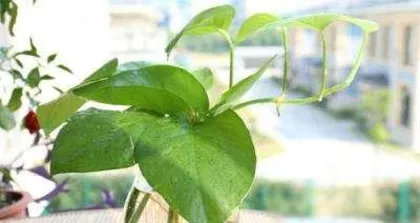 Causes and Solutions for Philodendron Yellow Leaves (Find the real reason for the yellow leaves of the philodendron and make it healthy again)
