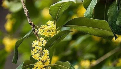What is the shape and characteristics of osmanthus leaves? What is the value of osmanthus leaves?
