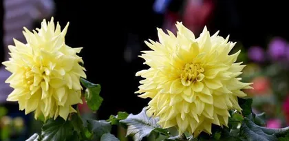 The blooming period of chrysanthemums (the best time to appreciate chrysanthemums)